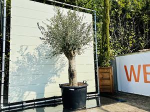Tropictrees Olijfboom - Olea Europaea