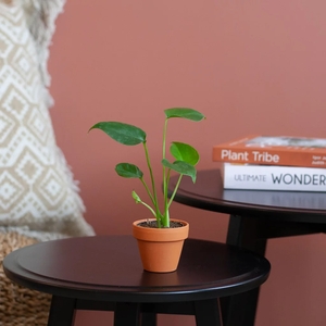 Plantje Mini Monstera Deliciosa - Gatenplant - P6
