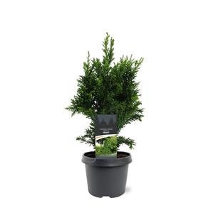 Tuinplant.nl Schijncypres