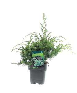 Tuinplant.nl Jeneverbes