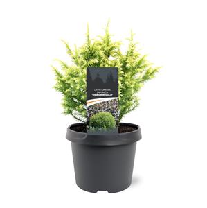 Tuinplant.nl Japanse ceder / Sikkelden