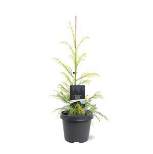 Tuinplant.nl Japanse cipres