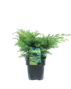 Tuinplant.nl Jeneverbes