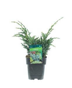 Tuinplant.nl Jeneverbes