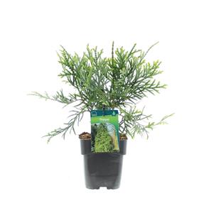 Tuinplant.nl Thujopsis