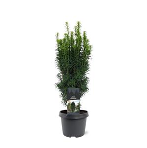 Tuinplant.nl Smal opgaande taxus