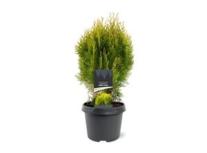 Tuinplant.nl Platycladus