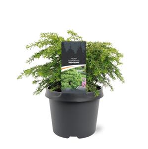 Tuinplant.nl Hemlock