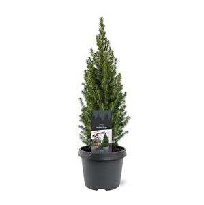 Tuinplant.nl Dwergspar