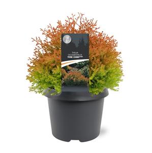 Tuinplant.nl Levensboom