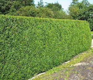 Tuinplant.nl Reuze levensboom haag