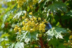 Tuinplant.nl Noorse bol esdoorn