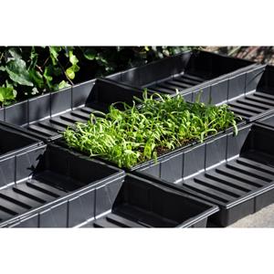 Royal Well Seed tray 37,5 x 23 x 6 cm - set a 12 - 