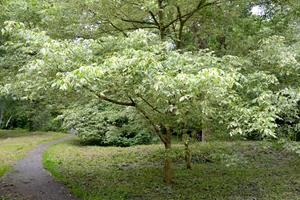 Tuinplant.nl Vederesdoorn