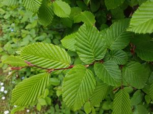 Tuinplant.nl Haagbeuk