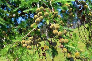 Tuinplant.nl Japanse larix
