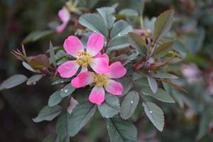 Tuinplant.nl Wilde roos