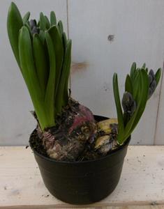Warentuin Natuurlijk 3 stuks! Hyacint multiflora roze - 