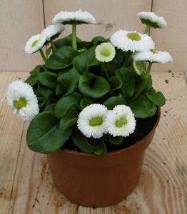 Bellis Madeliefje wit - 