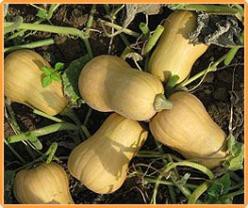 Decoflorall Butternut Harrier F1  - 1000 zaden Butternut Harrier F1 