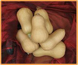 Decoflorall Butternut Hawk F1  - 50 zaden Butternut Hawk F1 