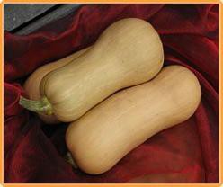 Decoflorall Butternut Hunter F1  - 1000 zaden Butternut Hunter F1 