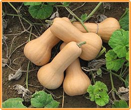Decoflorall Maxim F1 Butternut - 250 zaden Flespompoen Butternut