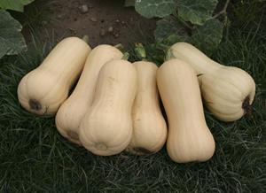 Decoflorall Quantum F1 Butternut,  BUTTERNUT