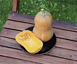 Decoflorall Nectar Butternut Butternut