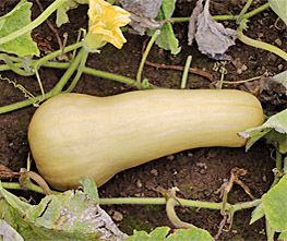 Decoflorall Sweetmax F1 Butternut Butternut