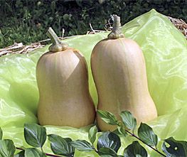 Decoflorall Butterscotch PMT F1 Butternut - 5000 zaden Butternut