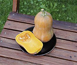 Decoflorall Honeynut Butternut Butternut