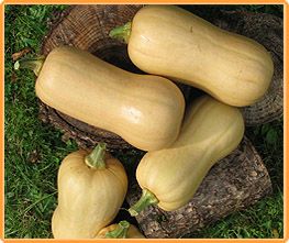 Decoflorall Tiana F1 Butternut 10000 zaden - 10000 zaden Flespompoen Butternut