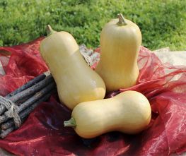 Decoflorall Butternut Nutterbutter Butternut flespompoen