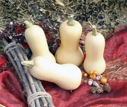 Decoflorall Butternut Pixy F1  Butternut flespompoen