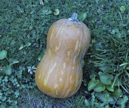 Decoflorall Butternut Valencia - 50 zaden Butternut flespompoen