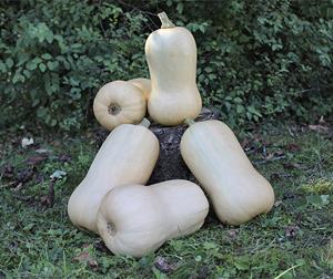 Decoflorall Waldo PMT F1 BIO Flespompoen Butternut 1000 zaden - 1000 zaden Butternut