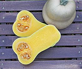 Decoflorall JWS 6823 F1 Bio Butternut - 250 zaden Butternut