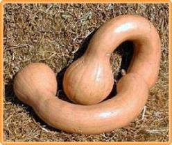Decoflorall Neck Pumpkin - basiseenheid Neck Pumpkin