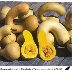 Decoflorall Pensylvania Dutch Crookneck - basiseenheid Pensylvania Dutch Crookne