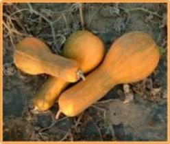 Decoflorall Tambura Butternut - basiseenheid Tambura Butternut