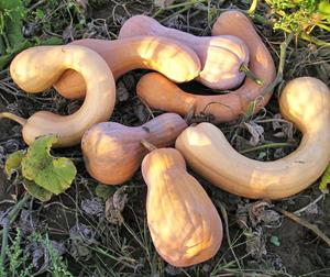 Decoflorall Tahitan Butternut - basiseenheid Tahitan Butternut