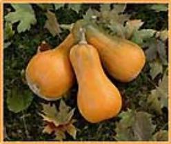 Decoflorall Sonca Butternut Orange - basiseenheid Sonca Butternut Orange