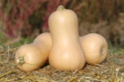 Decoflorall Metro F1 Butternut - basiseenheid Metro' F1 Butte'