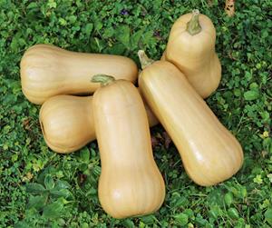 Decoflorall Butternut Nutterbutter Butternut flespompoen