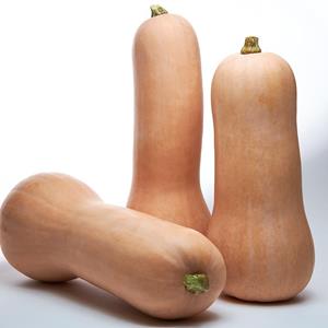 Decoflorall Titan F1 Butternut klenverpakking