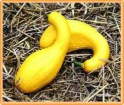 Decoflorall Courg Pic N Pi F1  Courg Pic N Pi F1