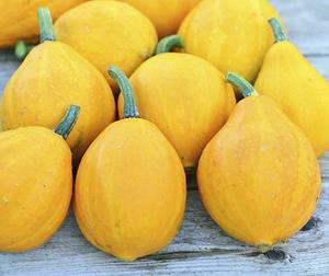 Decoflorall Lemon Squash 250 zaden - 250 zaden Lemon Squash