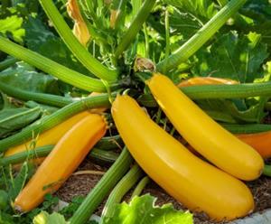 Decoflorall Courg. Golden Delight F1  / Bananowy Song F1 Courg. Golden Delight F1 
