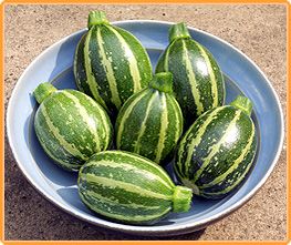 Decoflorall Piccolo F1 Rondini Courgette - basiseenheid Gestreepte Rondini